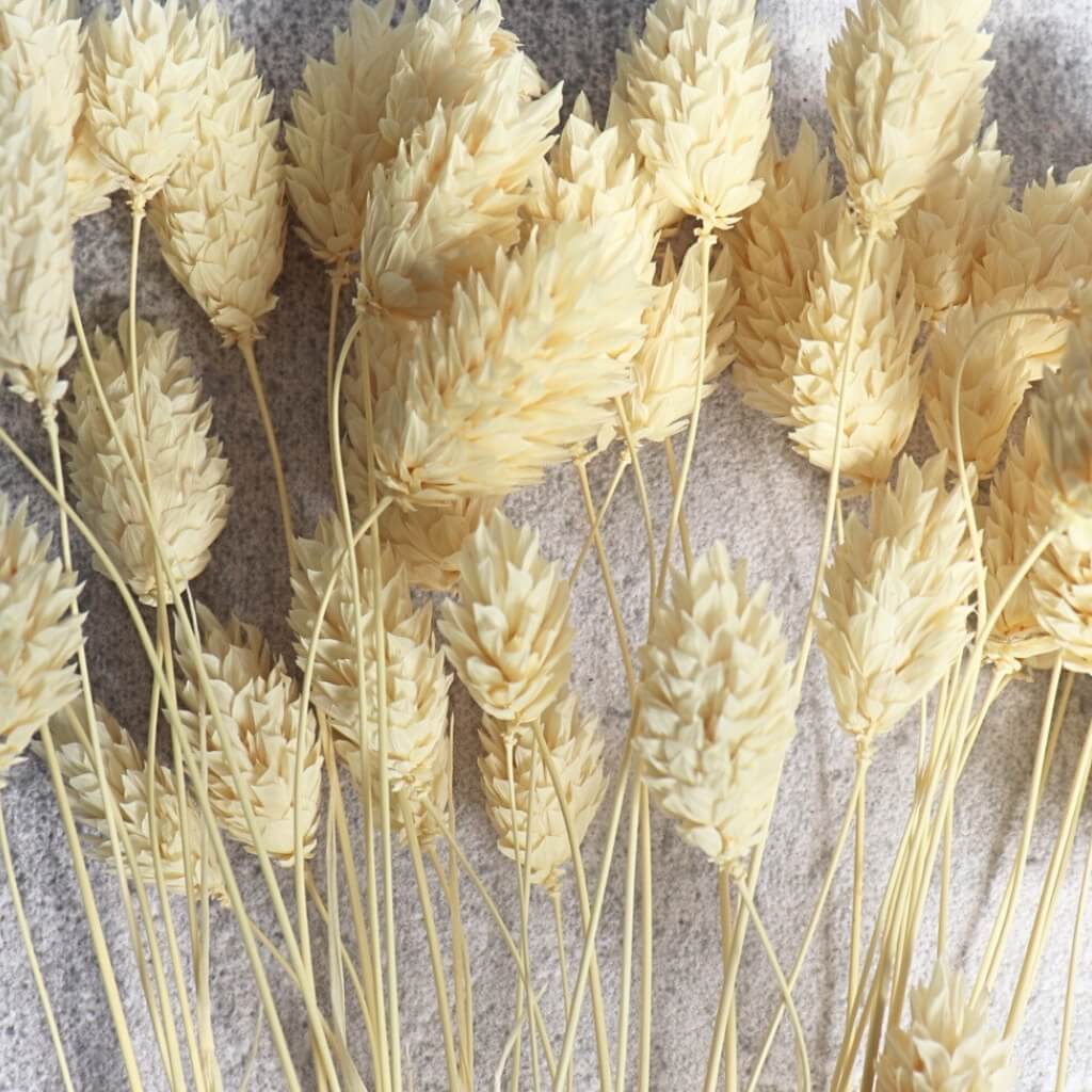 Sušený Phalaris bílý - elegantní a nadýchaný přírodní prvek pro moderní a rustikální dekorace